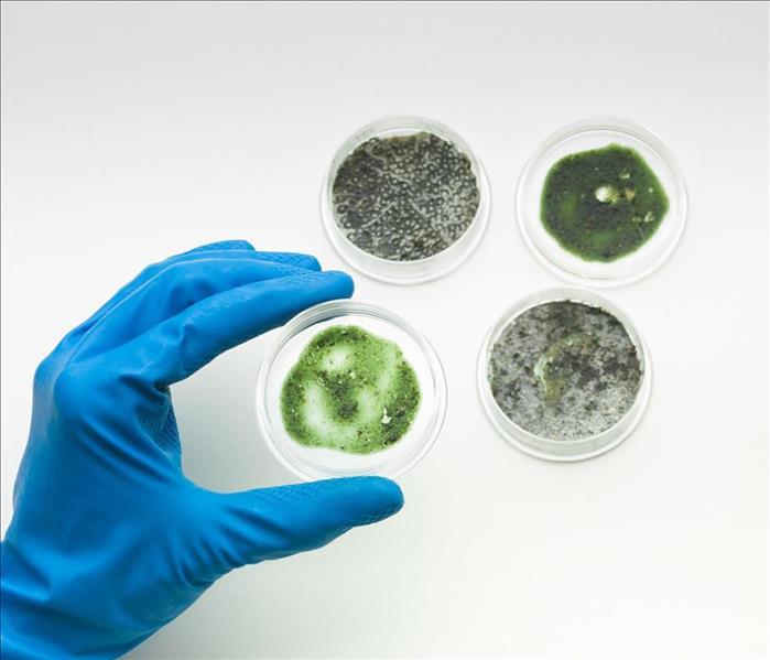 Four petri dishes, each containing a different type of mold. A gloved hand is holding one.