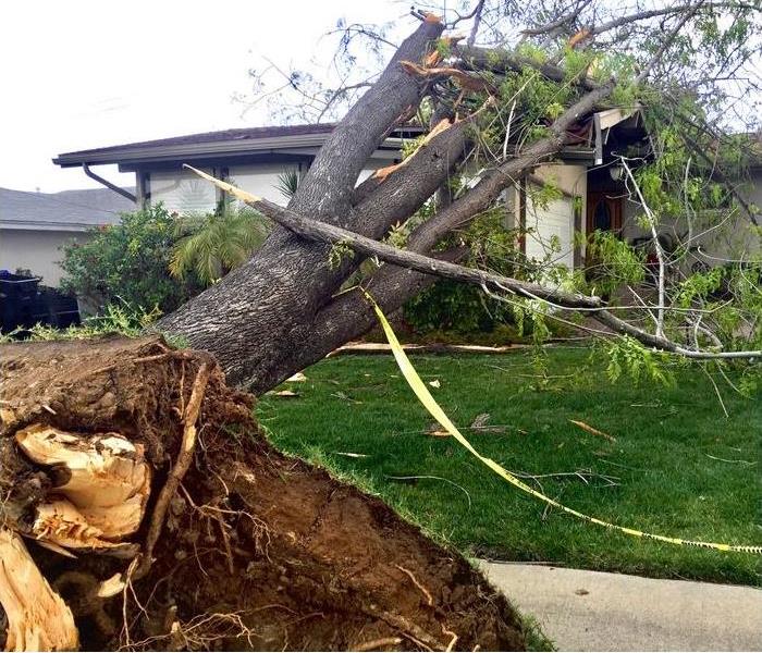 An uprooted tree has fallen and is leaning on a house. There is yellow "caution" tape around the tree's trunk.