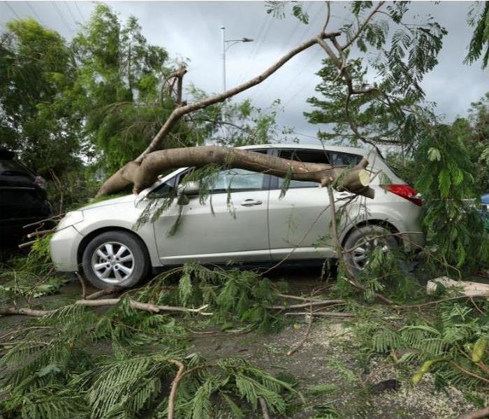 A large tree branch fallen on a car.