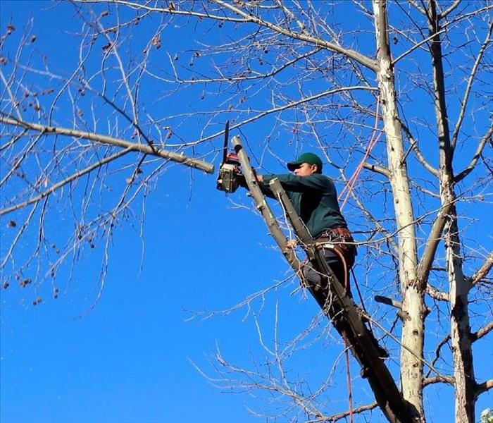 man cutting tree
